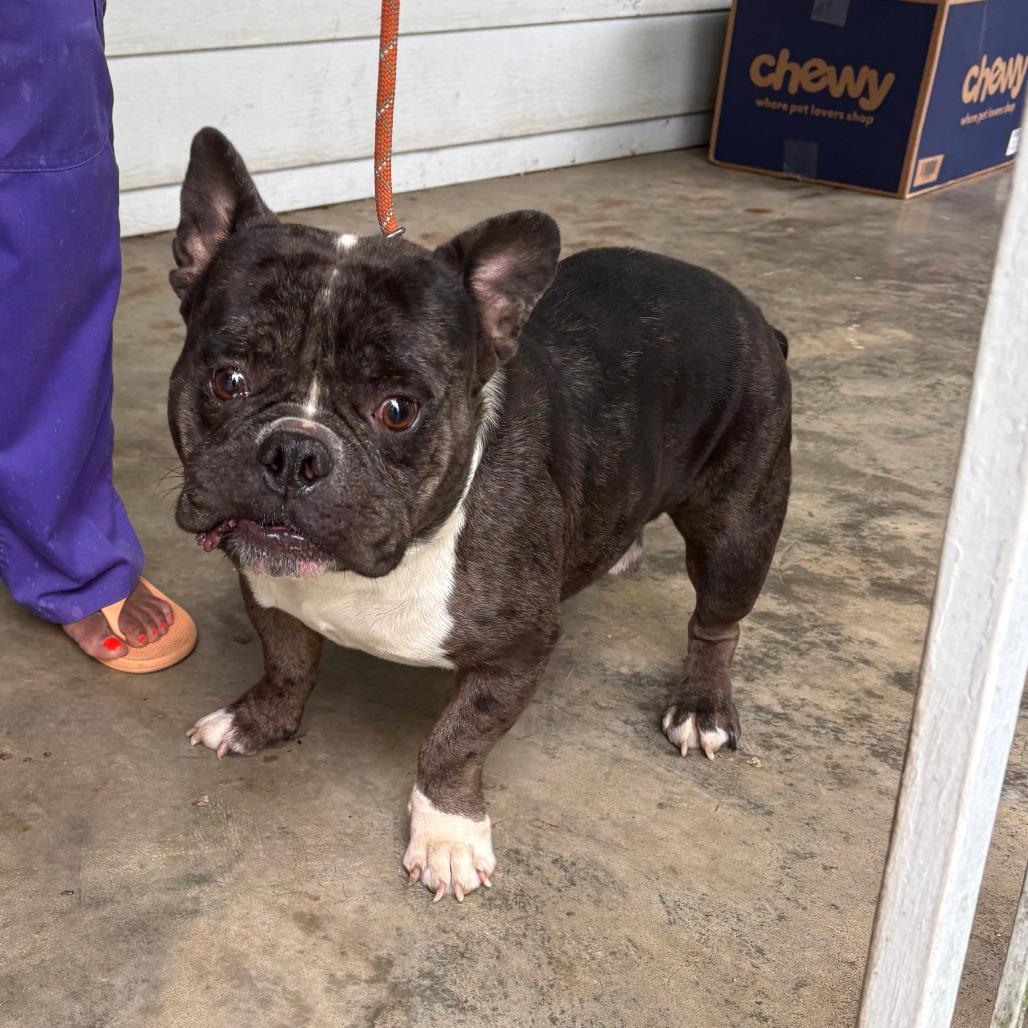Zero II 26-054, a Adoptable mixed breed in Little Rock, AR image 2/3