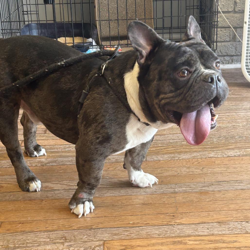 Enlarge Zero II 26-054, a Adoptable mixed breed in Little Rock, AR image 6/6