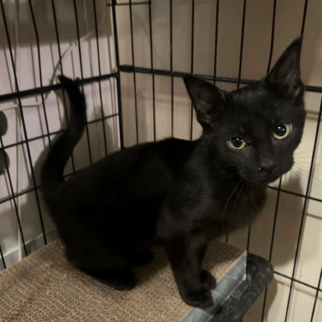 Enlarge Onyx, a Adoptable Domestic Short Hair in Monroe, MI image 1/3