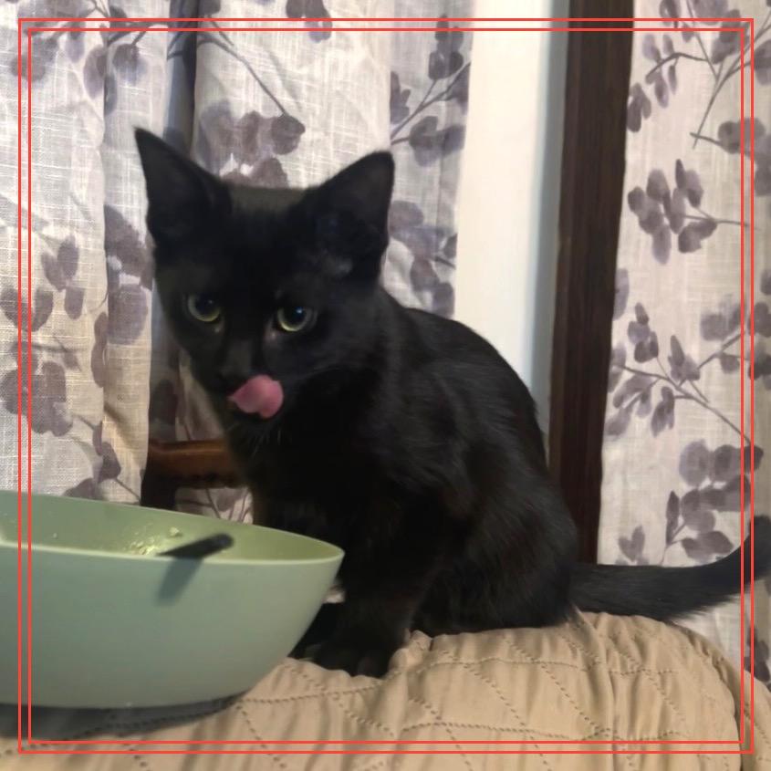 Enlarge Onyx, a Adoptable Domestic Short Hair in Monroe, MI image 3/3