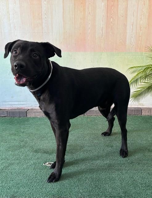Enlarge LUKE, a Adoptable Labrador Retriever in Baldwin Park, CA image 1/1