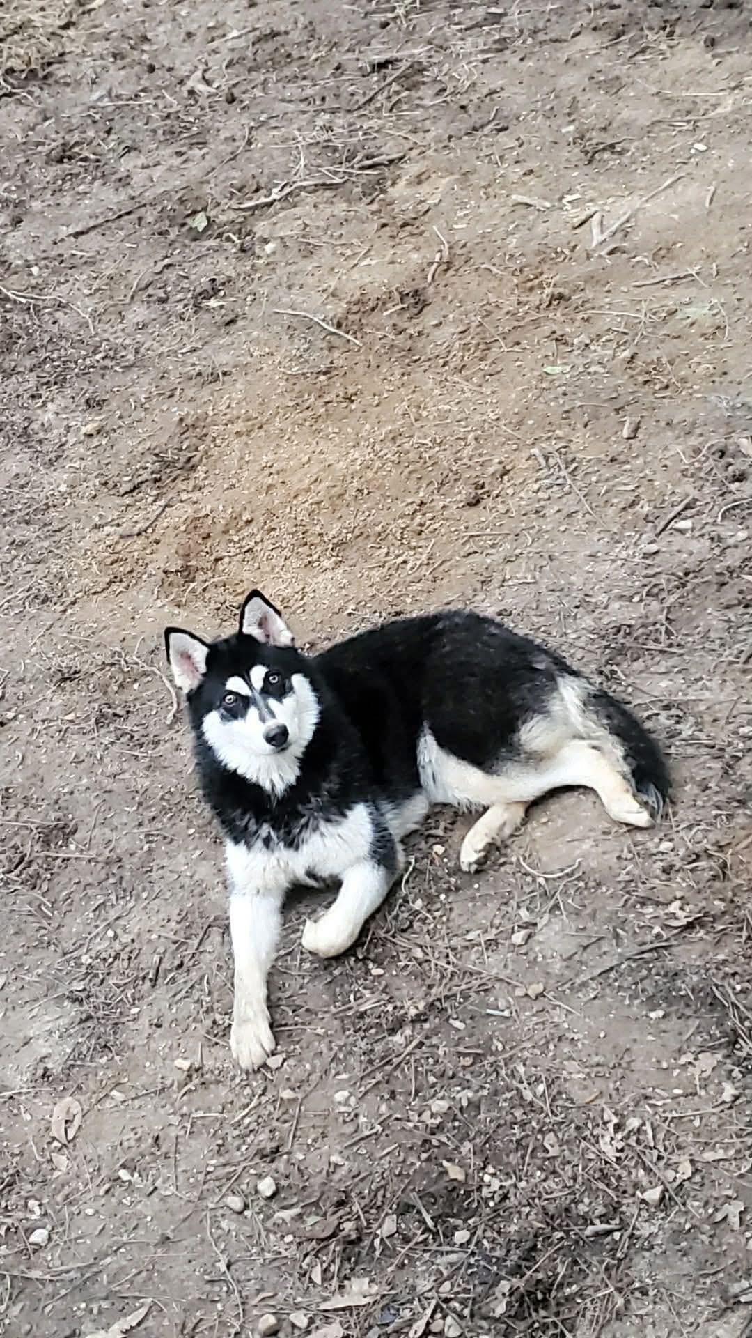 Enlarge Raven, a Adoptable mixed breed in Eatontown, NJ image 4/4