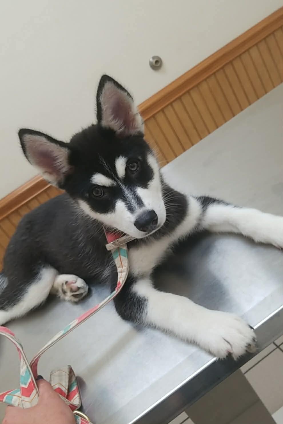 Enlarge Raven, a Adoptable mixed breed in Eatontown, NJ image 2/4