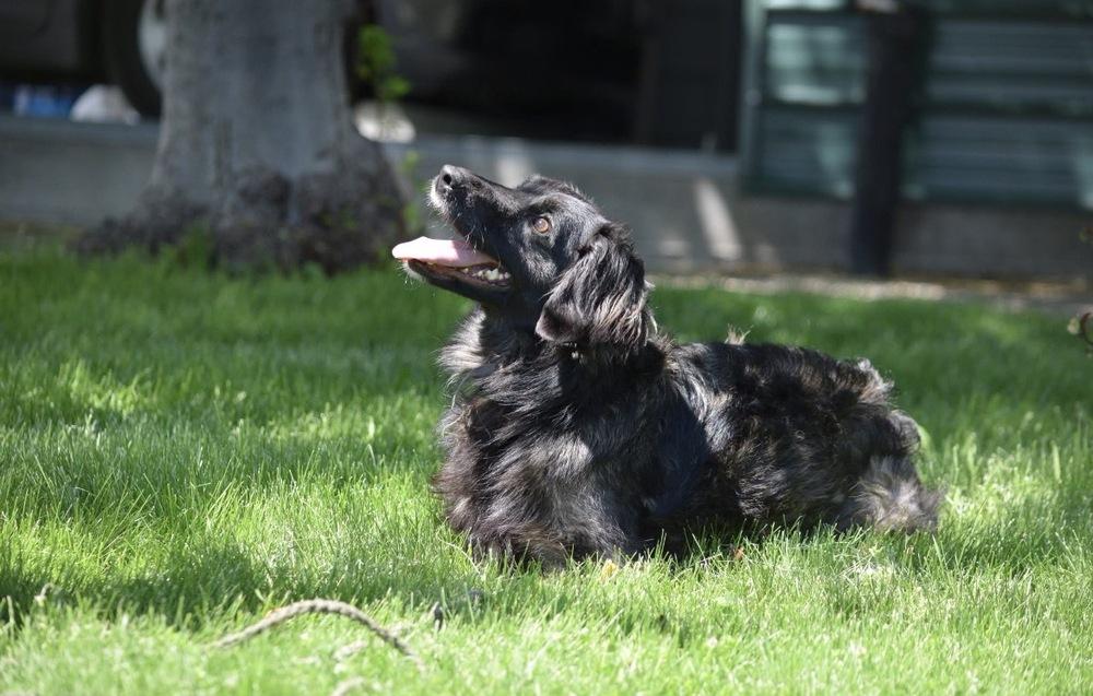Enlarge Skippy, a Adoptable Shepherd in Salmon, ID image 1/2