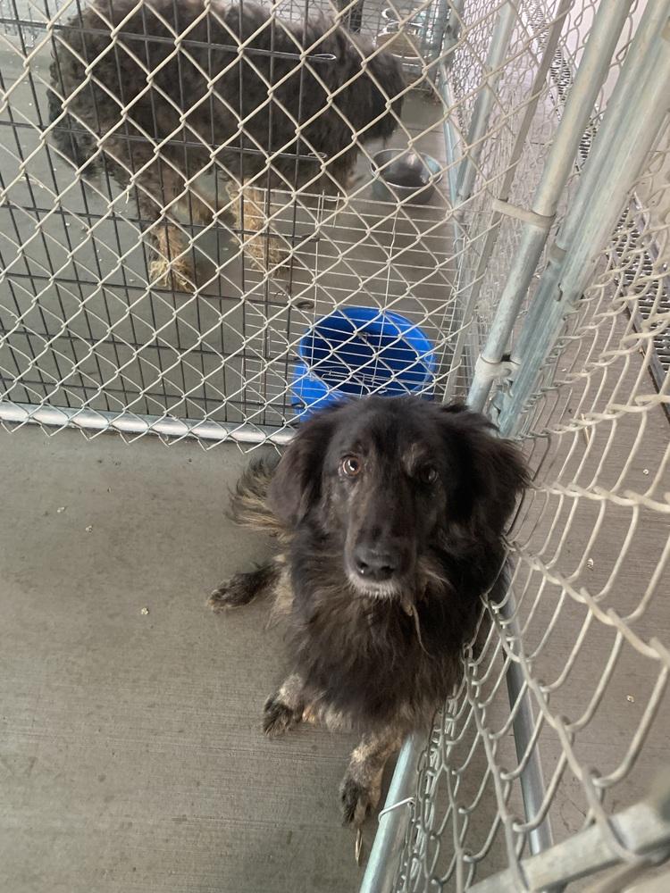 Enlarge Skippy, a Adoptable Shepherd in Salmon, ID image 2/2