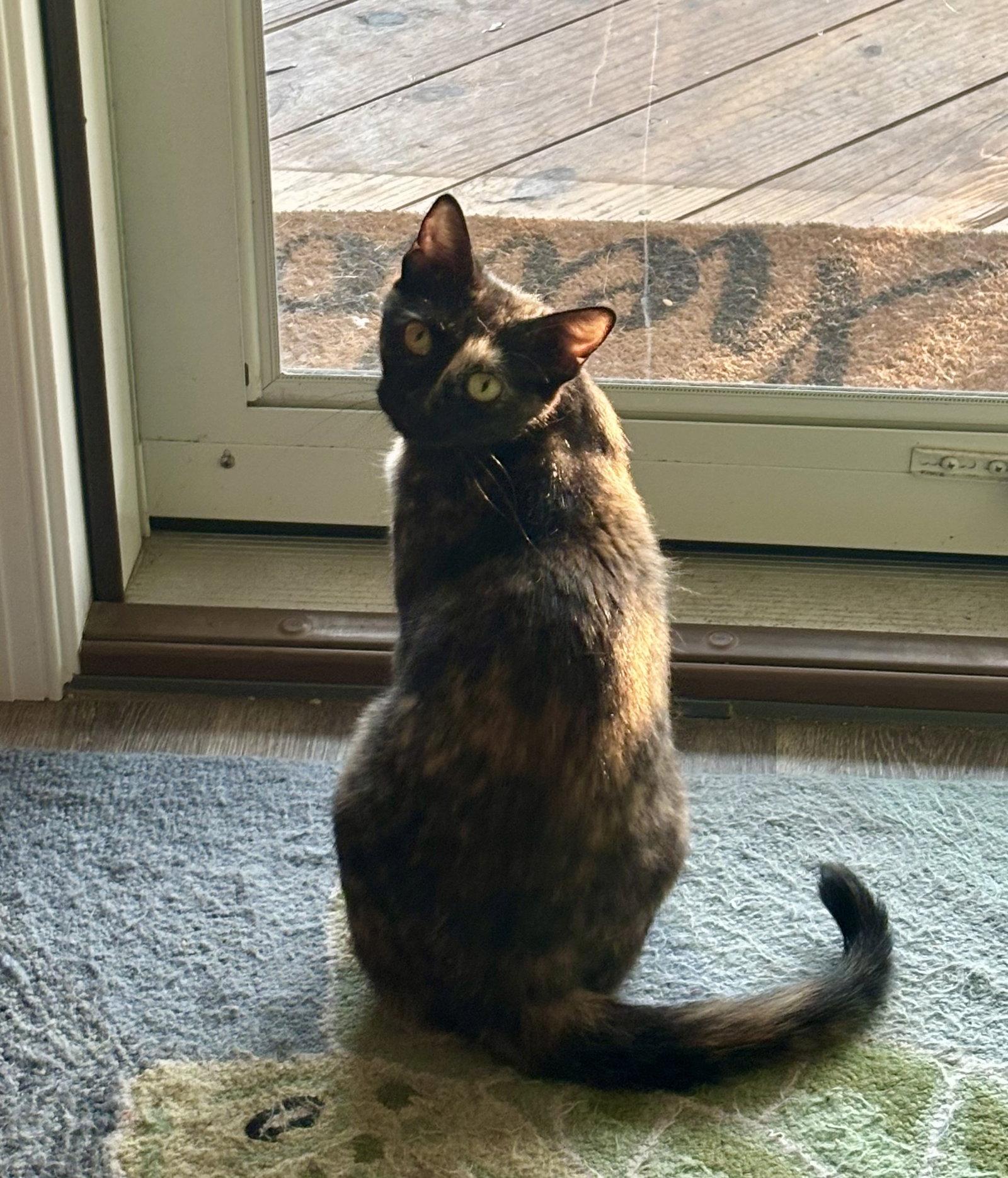 Rosie, Adoptable, Adult Female Domestic Short Hair.