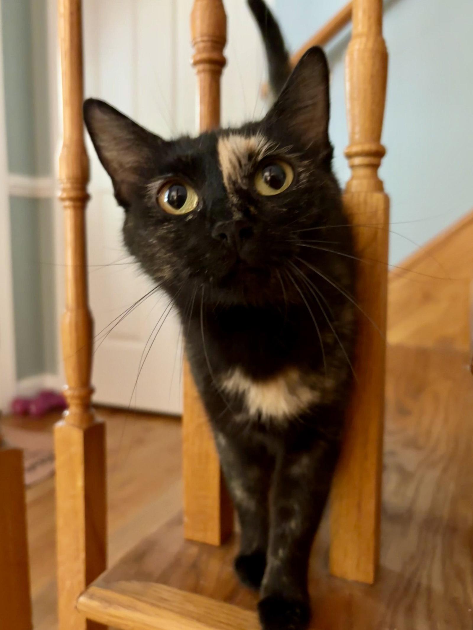 Rosie, Adoptable, Adult Female Domestic Short Hair.