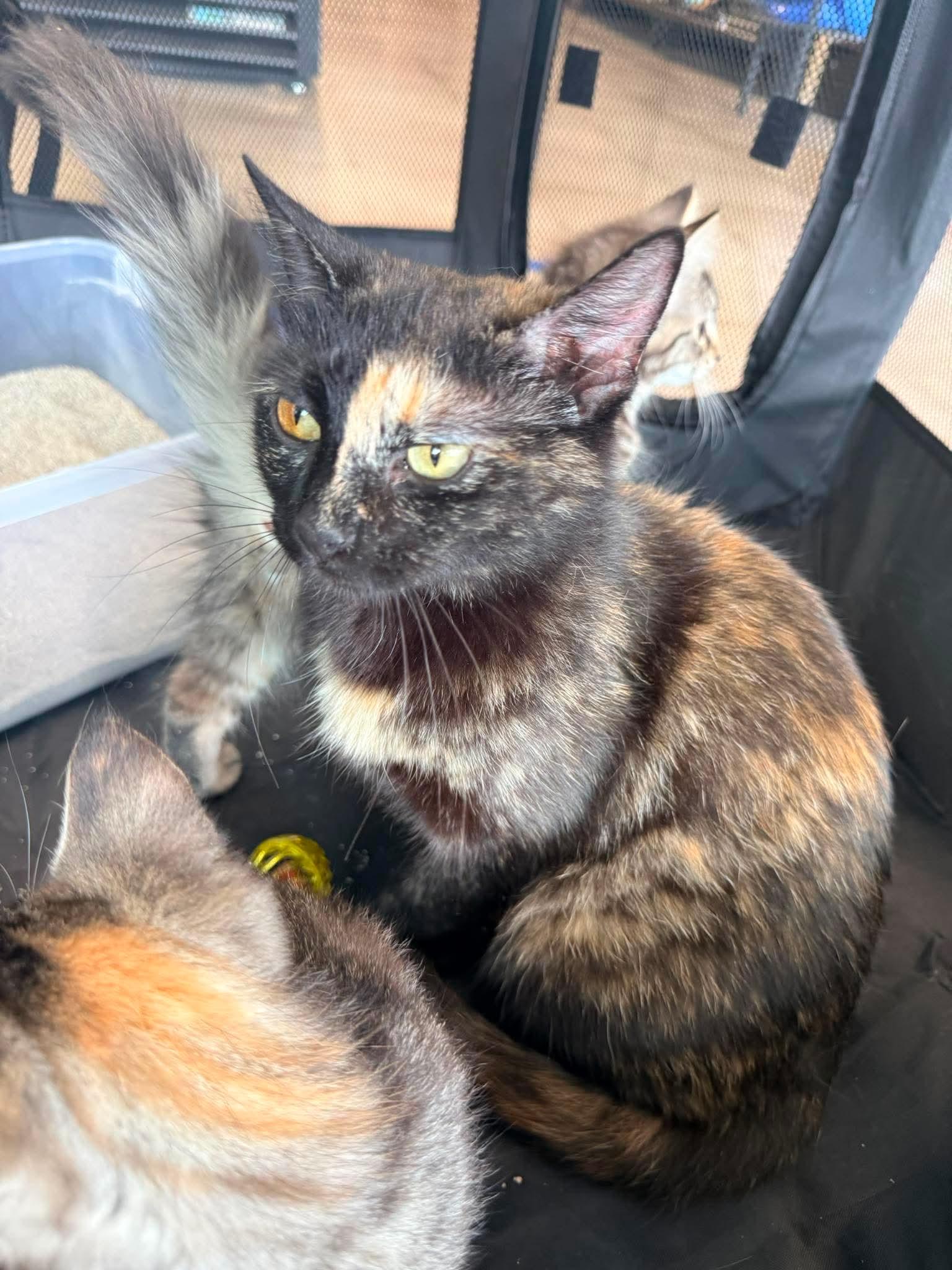 Rosie, a Adoptable Domestic Short Hair in Roxboro, NC image 3/3