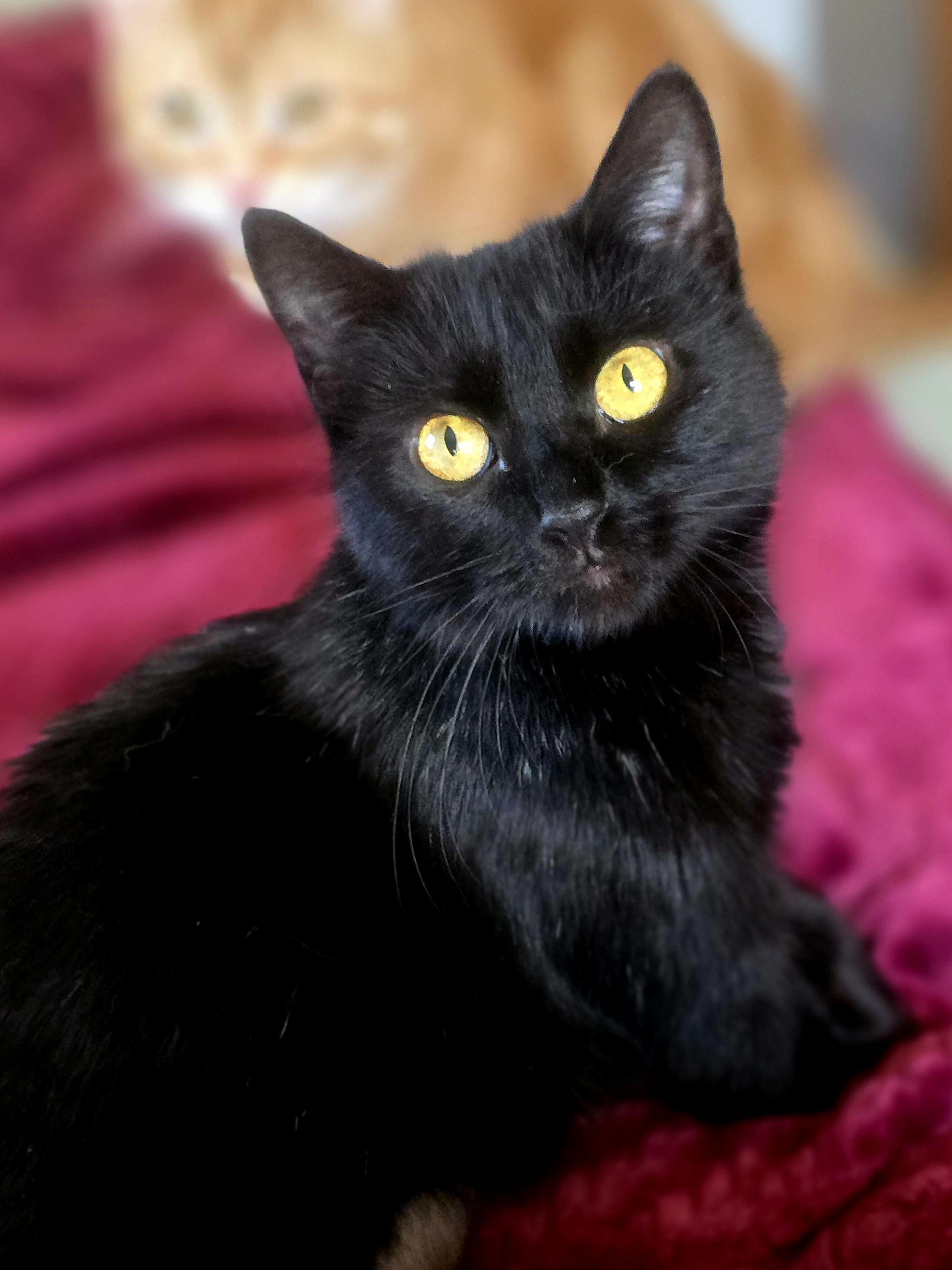 Enlarge Winifred, an adopted Domestic Short Hair in Bristol, TN image 1/2