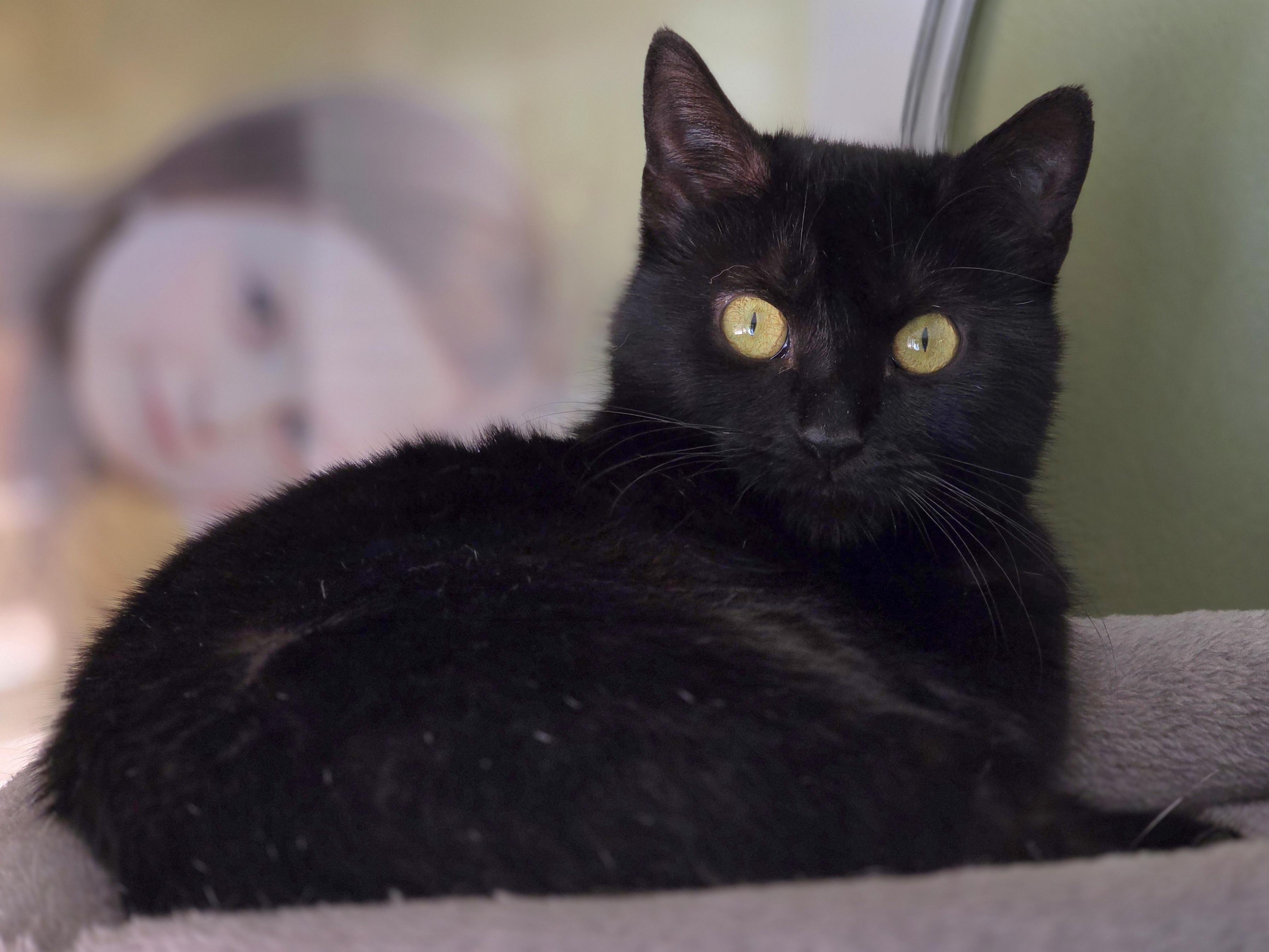 Enlarge Winifred, an adopted Domestic Short Hair in Bristol, TN image 2/2