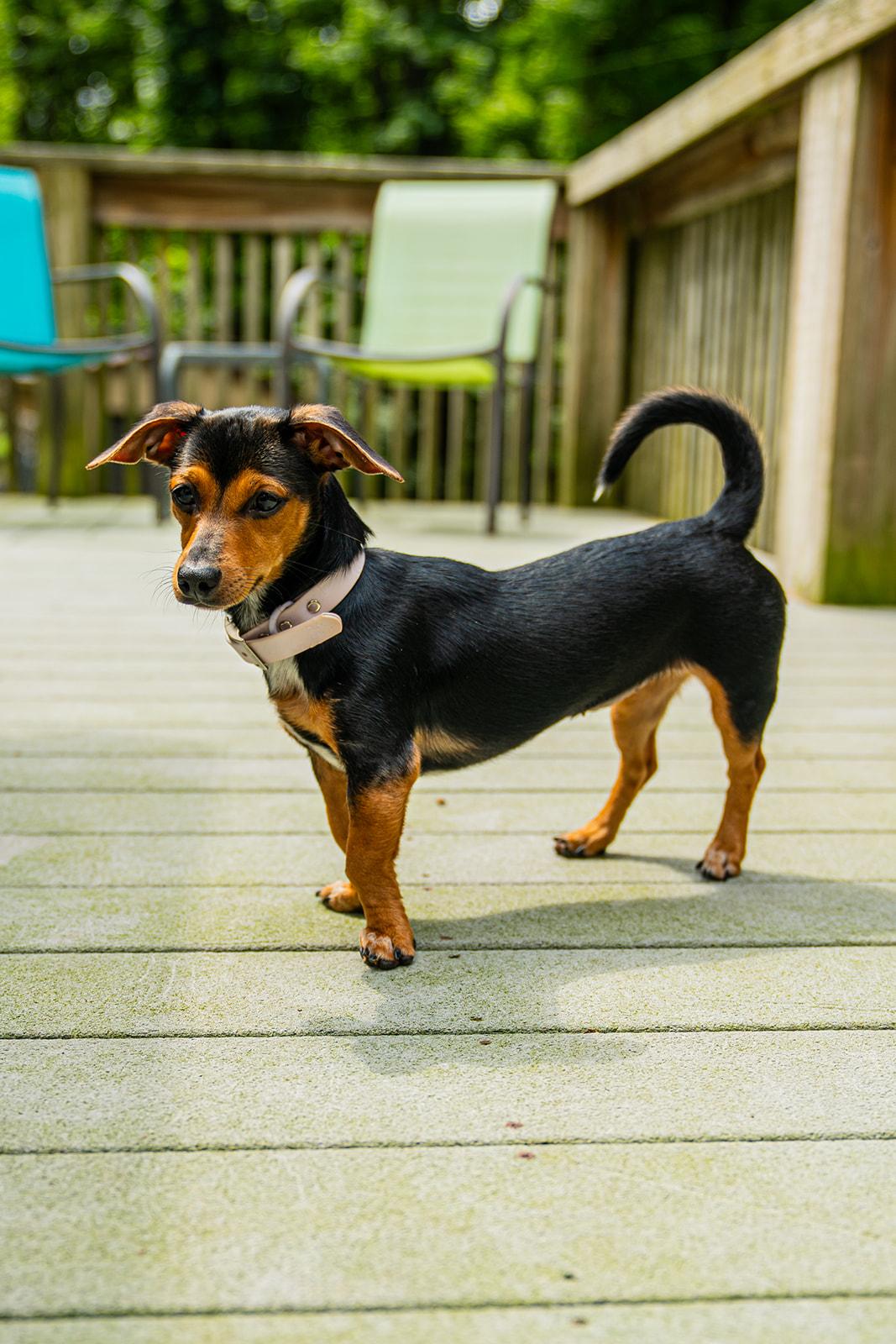 Enlarge Little Foot, a Adopted mixed breed in Dellslow, WV image 4/5