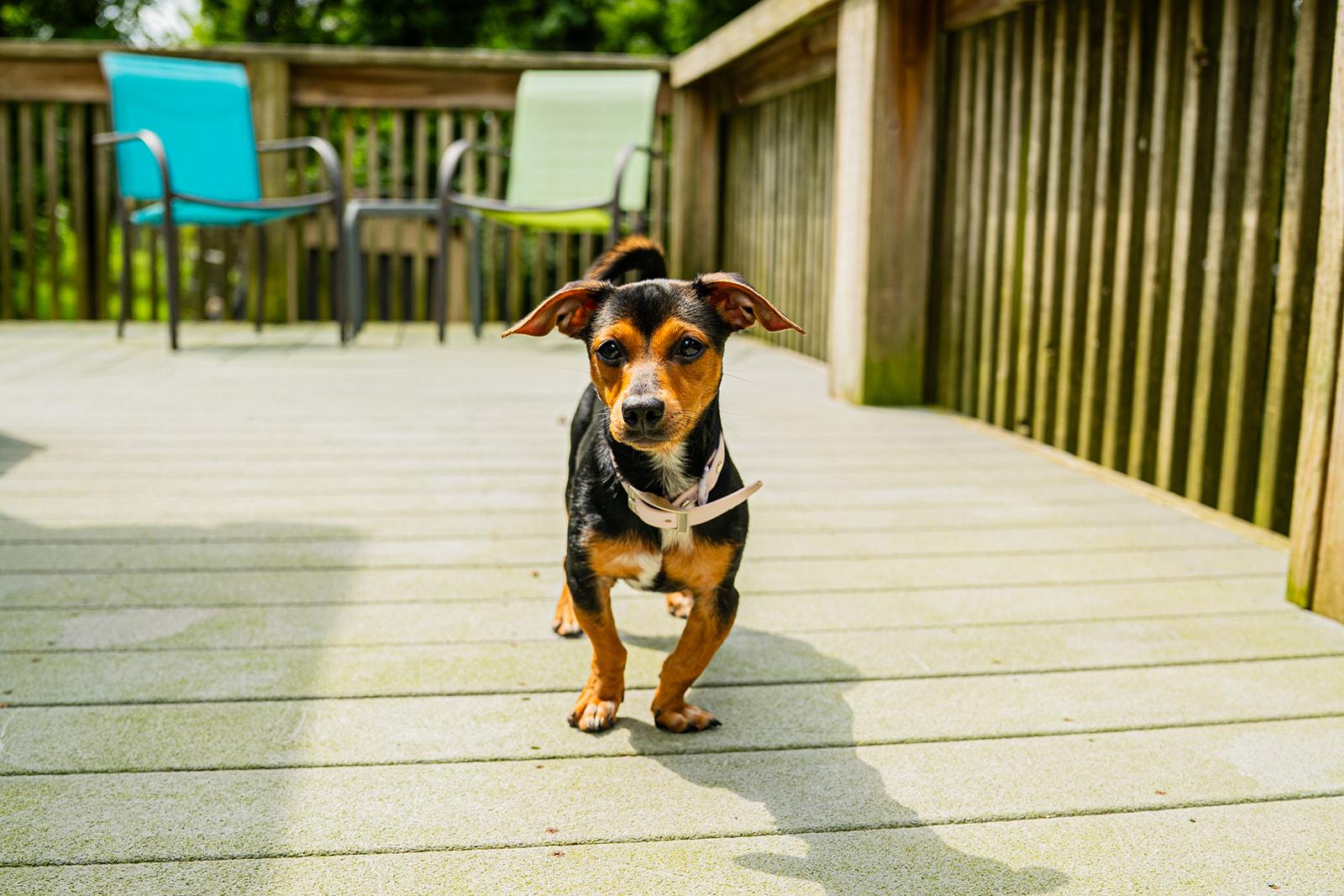 Enlarge Little Foot, a Adopted mixed breed in Dellslow, WV image 2/5
