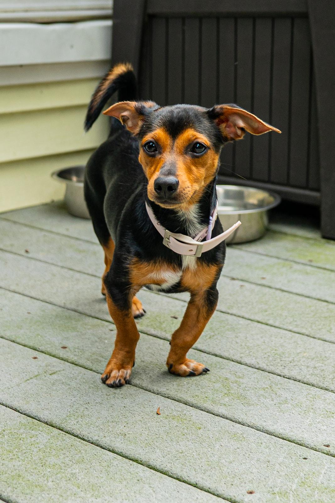 Enlarge Little Foot, a Adopted mixed breed in Dellslow, WV image 5/5