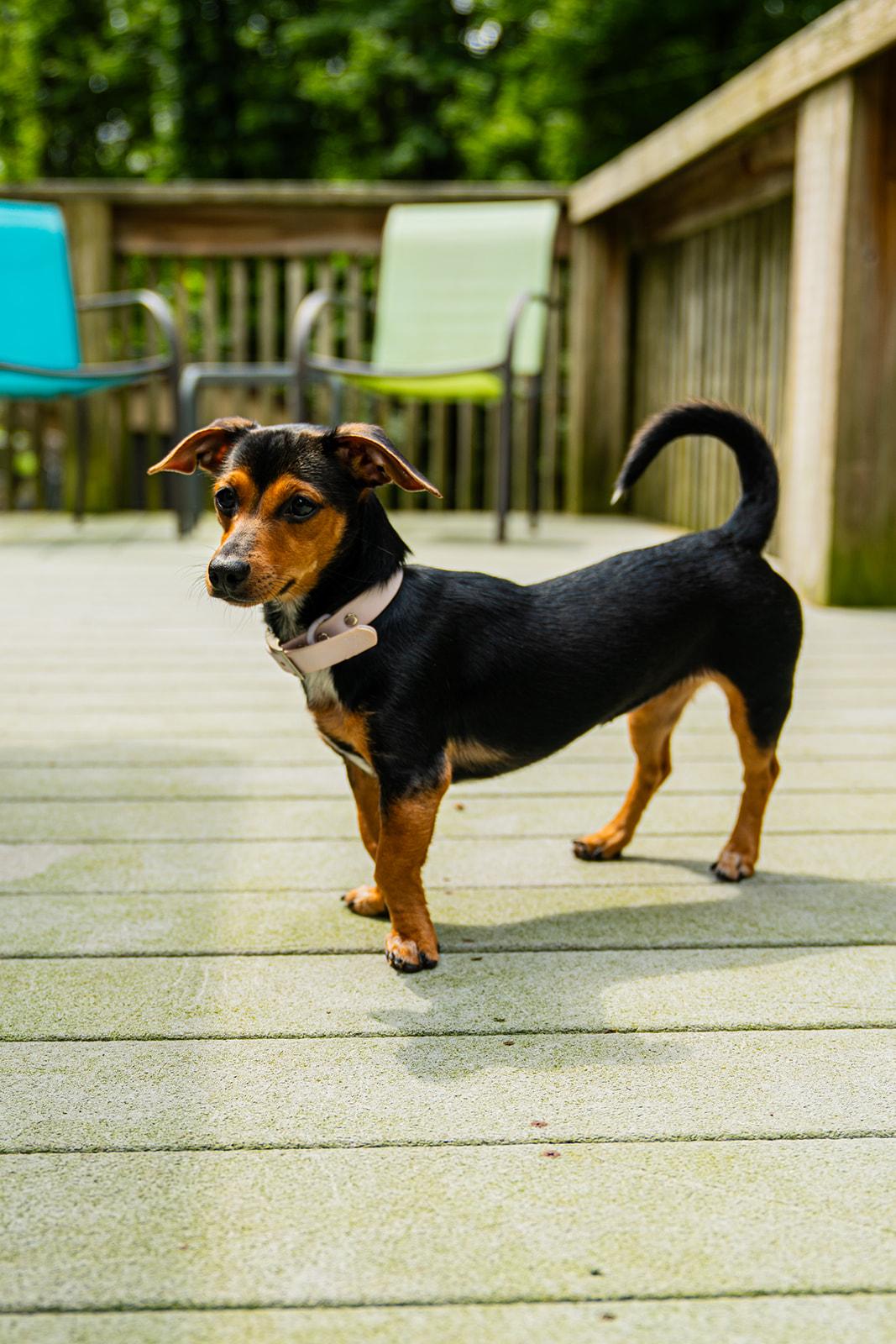 Enlarge Little Foot, a Adopted mixed breed in Dellslow, WV image 3/5
