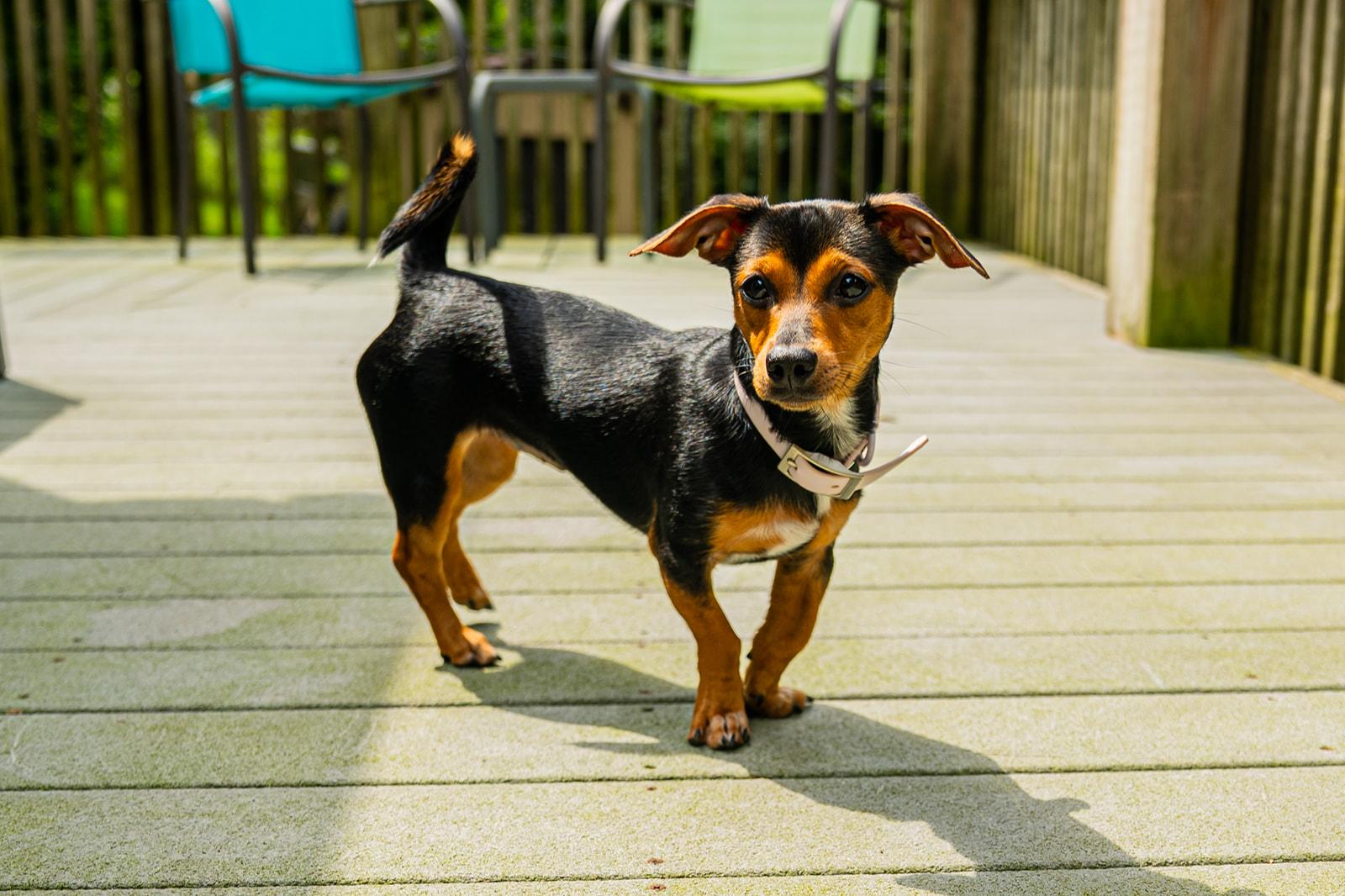 Enlarge Little Foot, a Adopted mixed breed in Dellslow, WV image 1/5