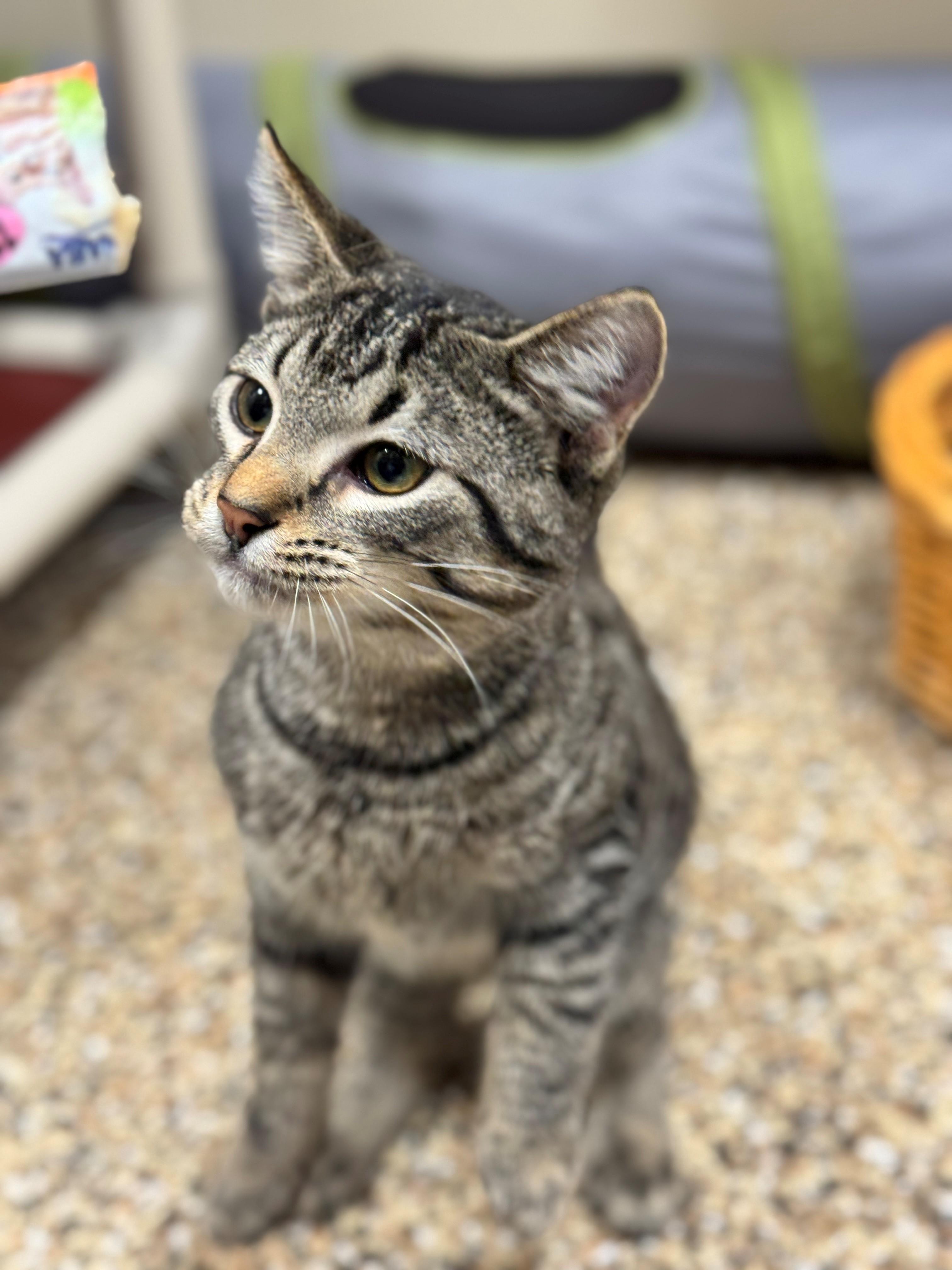 Sprocket, a Adoptable Domestic Short Hair in Hackensack, MN image 3/4