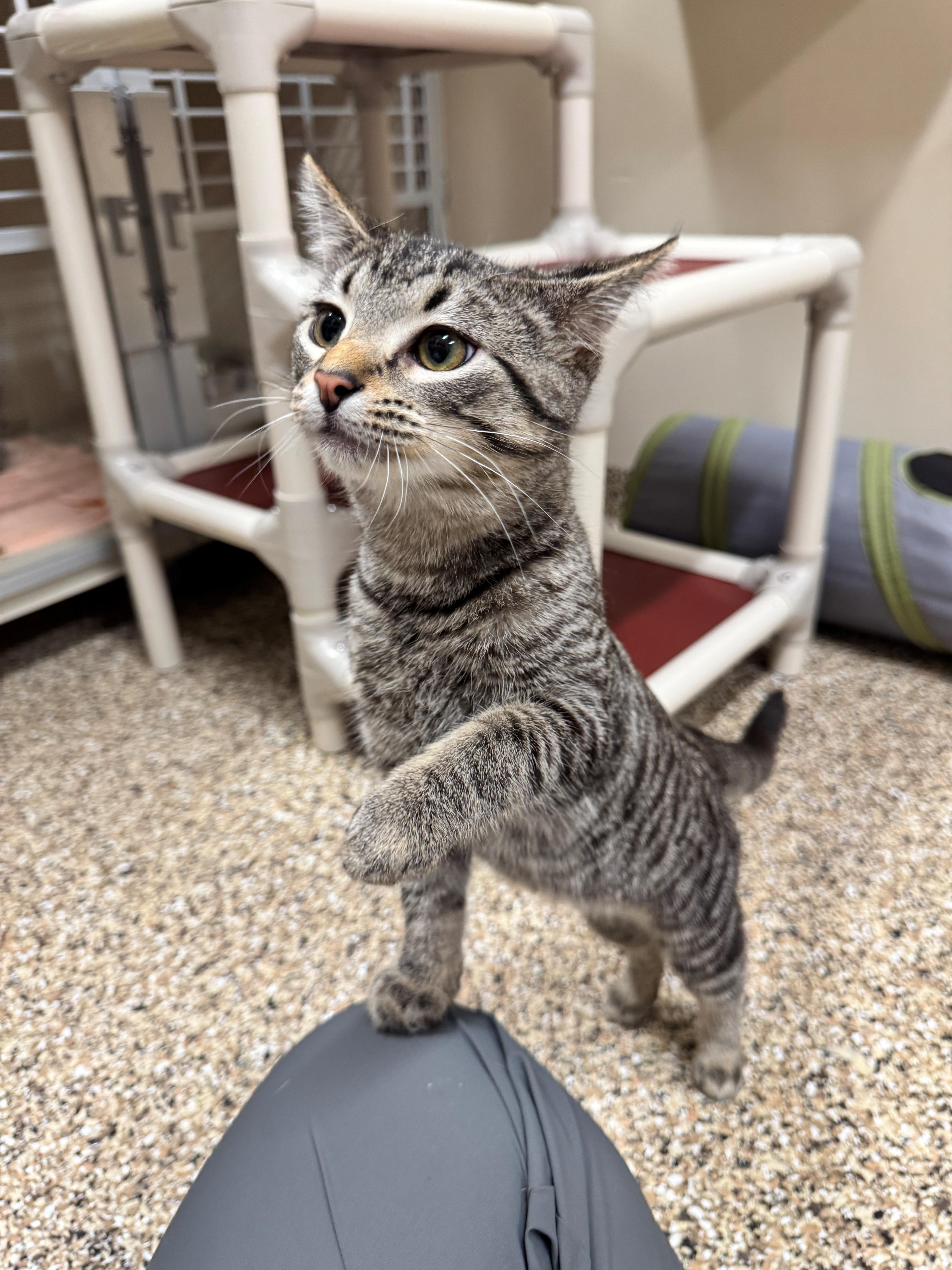 Sprocket, a Adoptable Domestic Short Hair in Hackensack, MN image 4/4