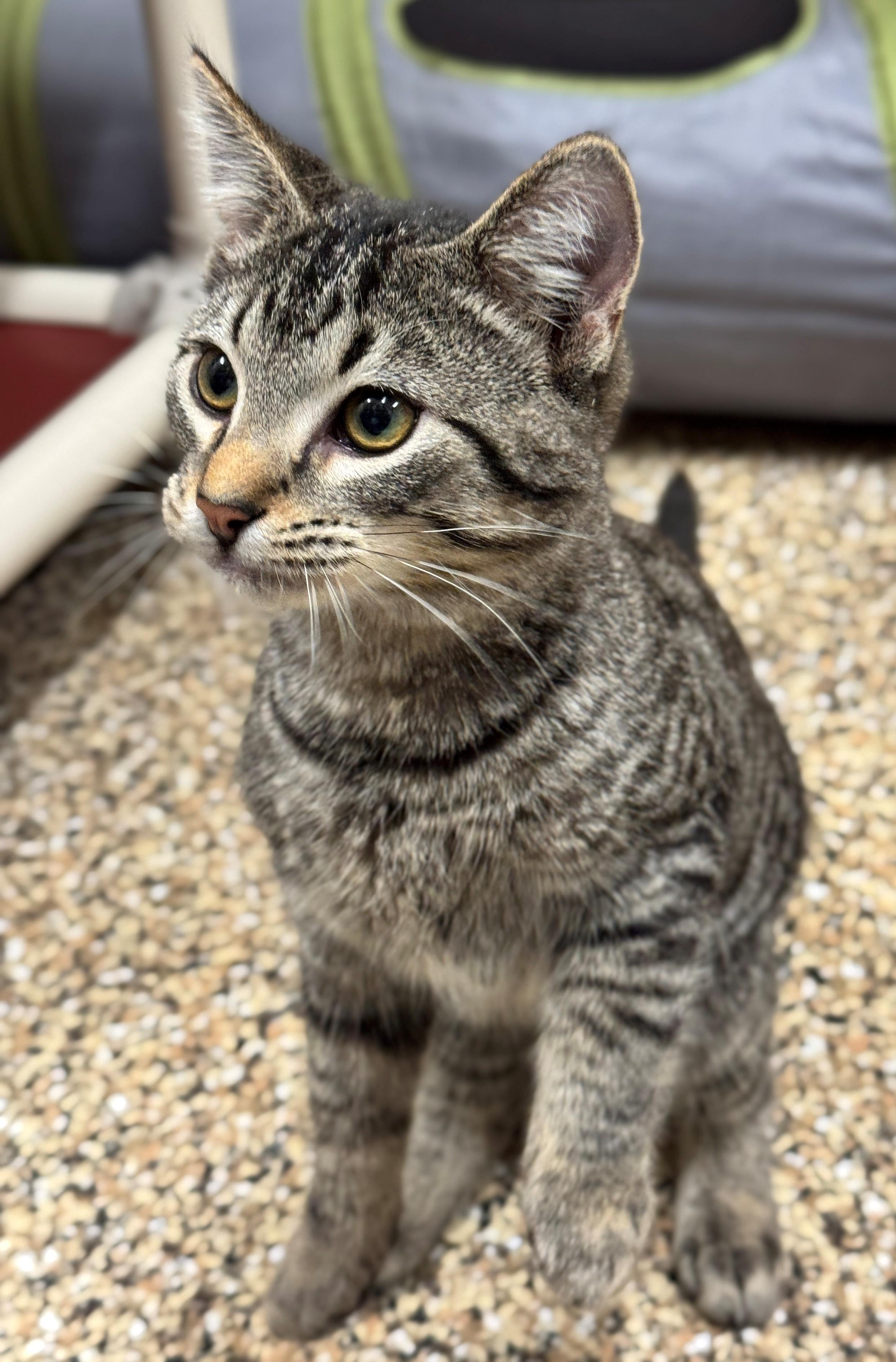 Sprocket, Adoptable, Young Male Domestic Short Hair.