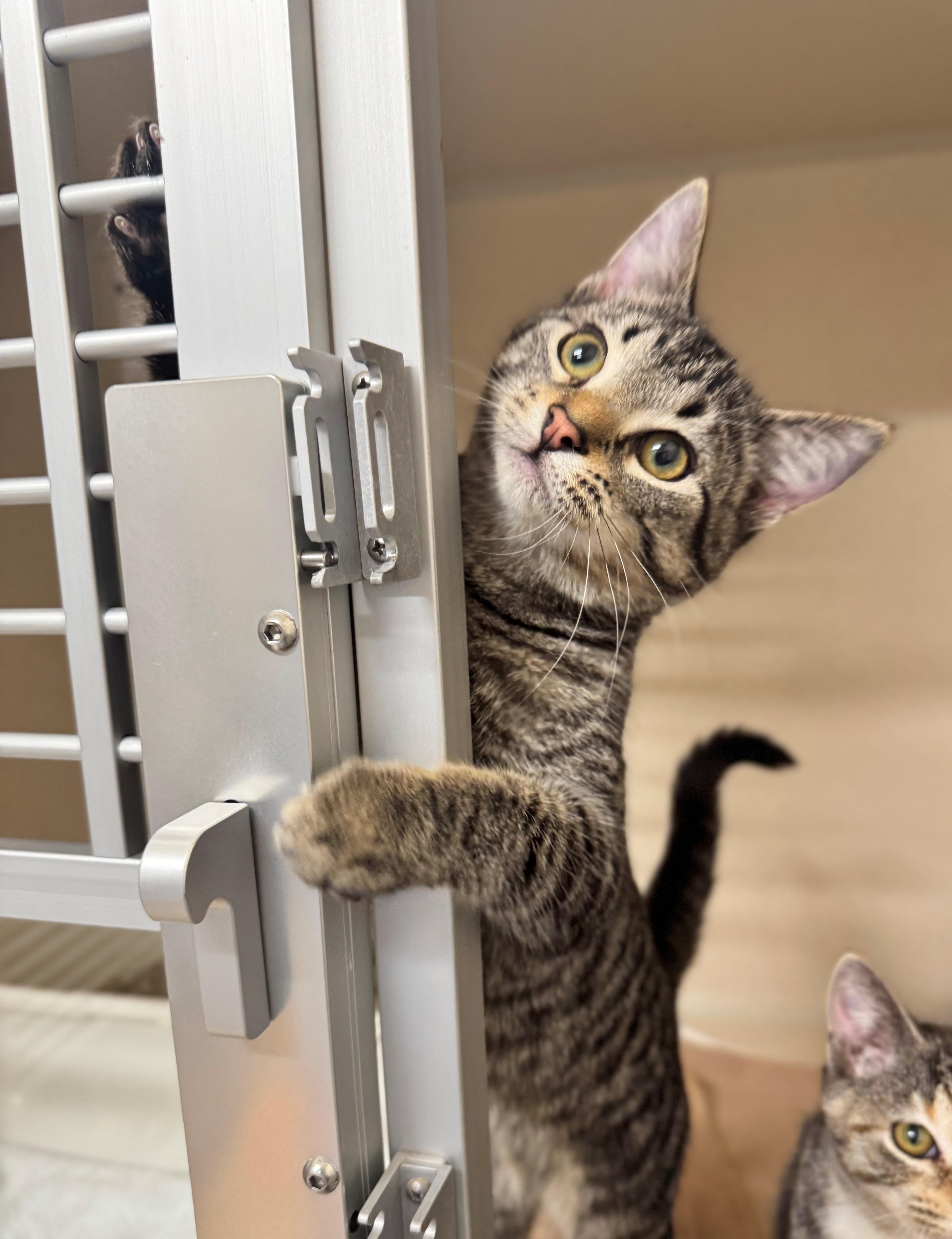 Sprocket, a Adoptable Domestic Short Hair in Hackensack, MN image 2/4