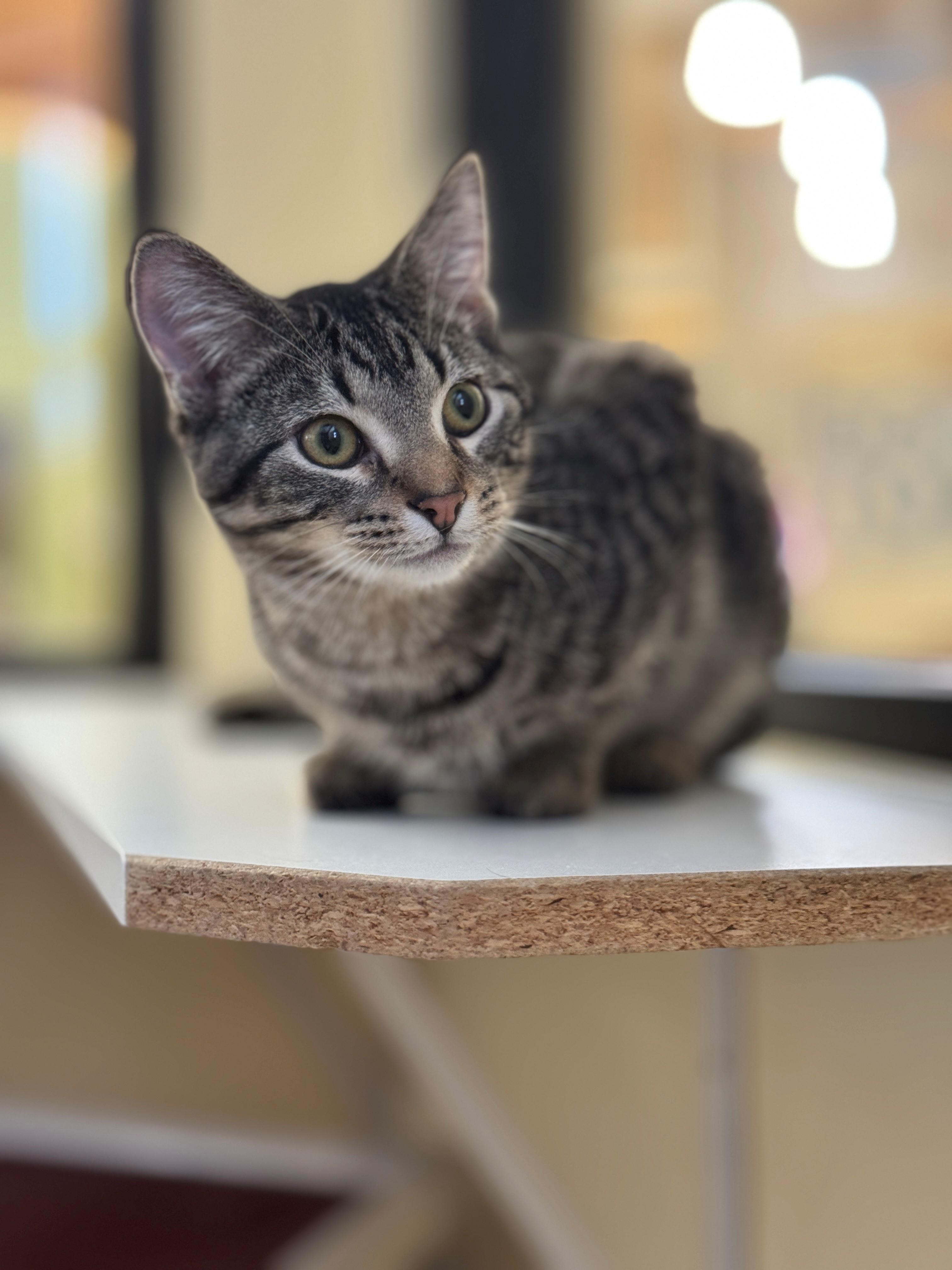 Sprocket, Adoptable, Young Male Domestic Short Hair.