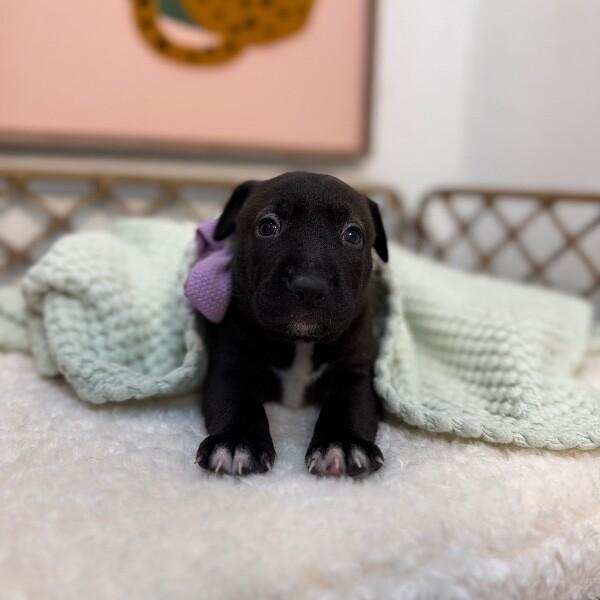 Sydney Bridge — thumbnail 4