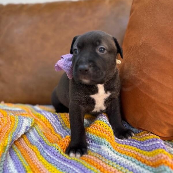 Sydney Bridge — thumbnail 5