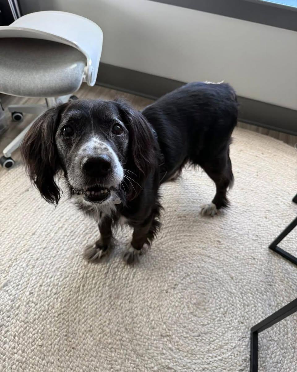 Enlarge Charley, a Adoptable mixed breed in Memphis, TN image 2/5