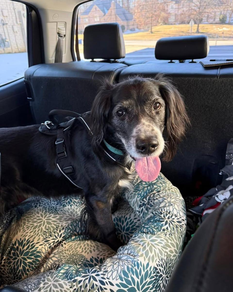 Enlarge Charley, a Adoptable mixed breed in Memphis, TN image 1/5