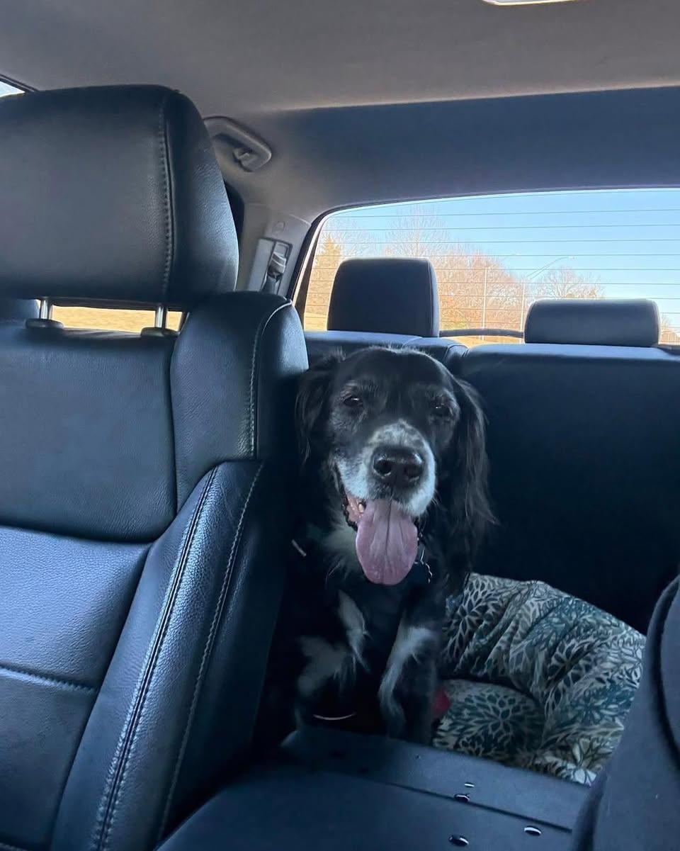 Enlarge Charley, a Adoptable mixed breed in Memphis, TN image 5/5