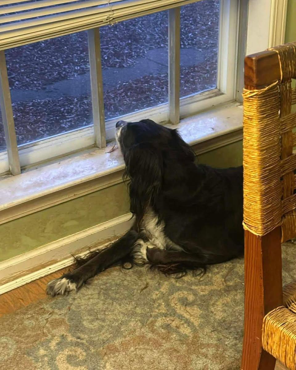 Enlarge Charley, a Adoptable mixed breed in Memphis, TN image 4/5