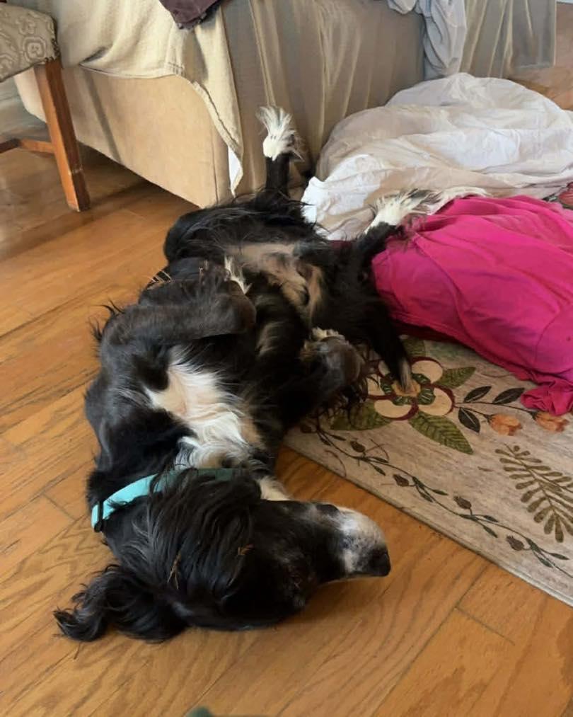 Enlarge Charley, a Adoptable mixed breed in Memphis, TN image 3/5