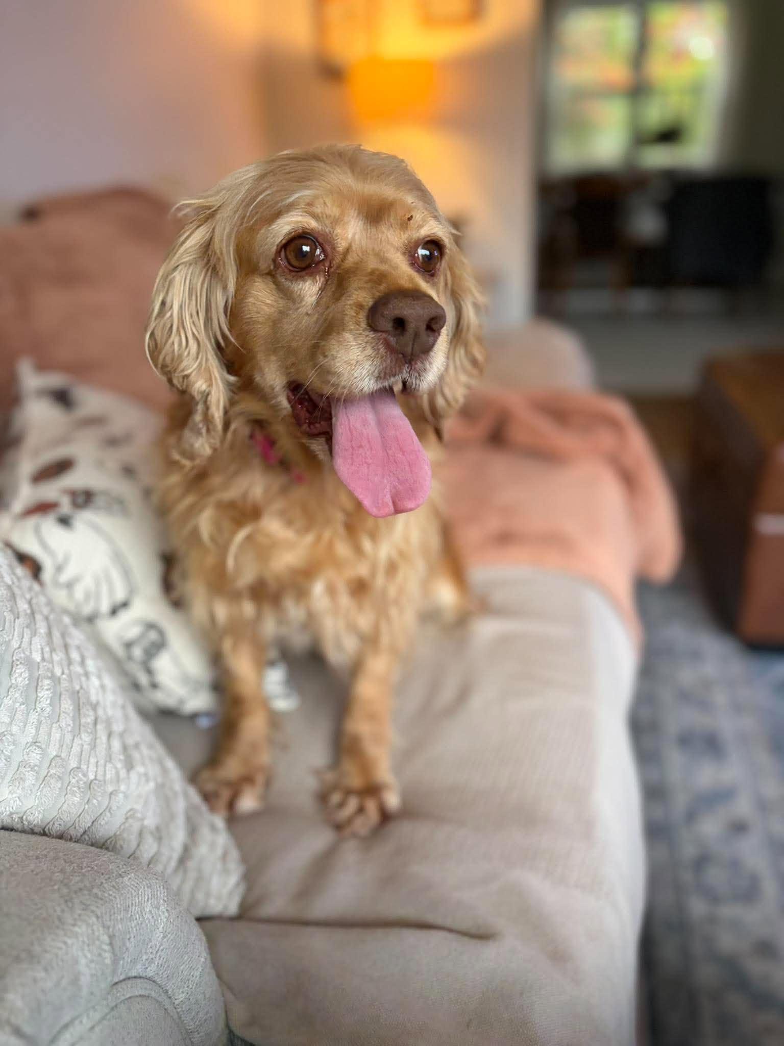 Enlarge Tracey, a Adopted Cocker Spaniel in Brunswick, ME image 2/4