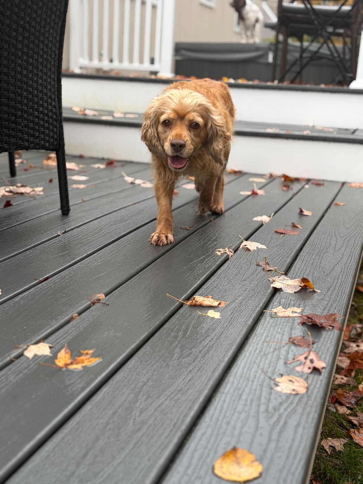 Enlarge Tracey, a Adopted Cocker Spaniel in Brunswick, ME image 3/4