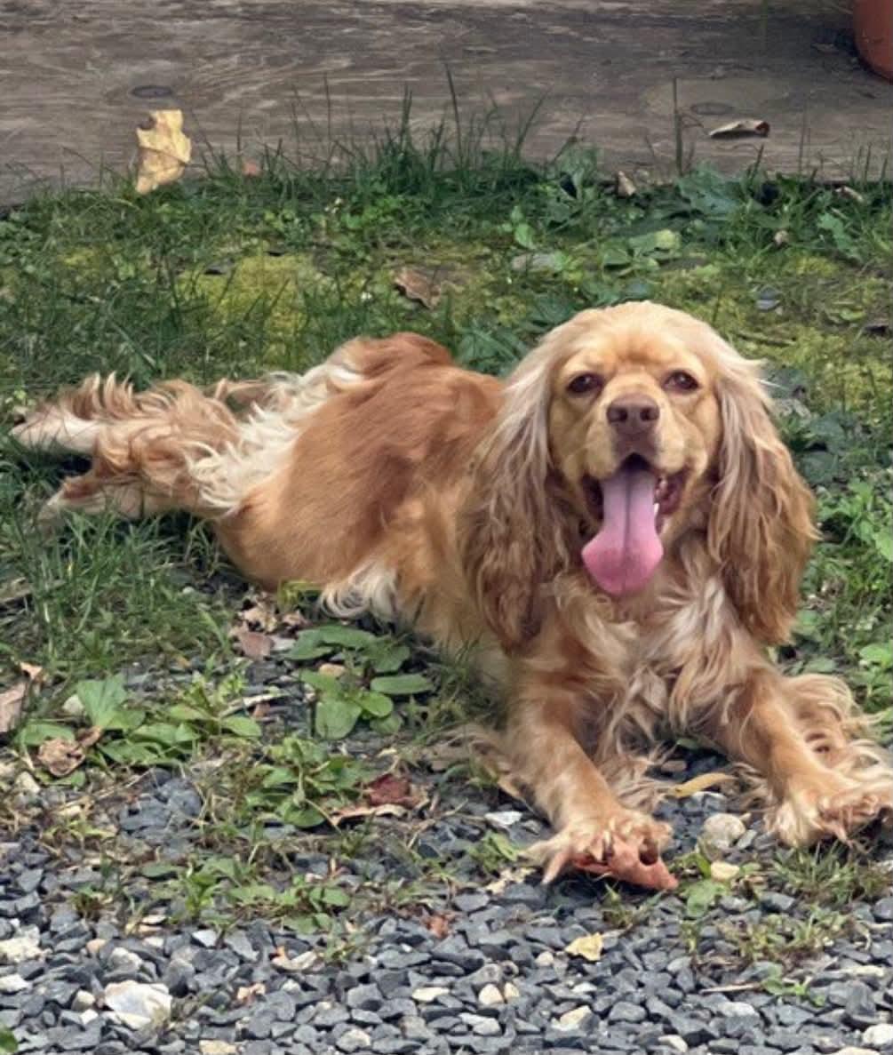 Enlarge Tracey, a Adopted Cocker Spaniel in Brunswick, ME image 4/4