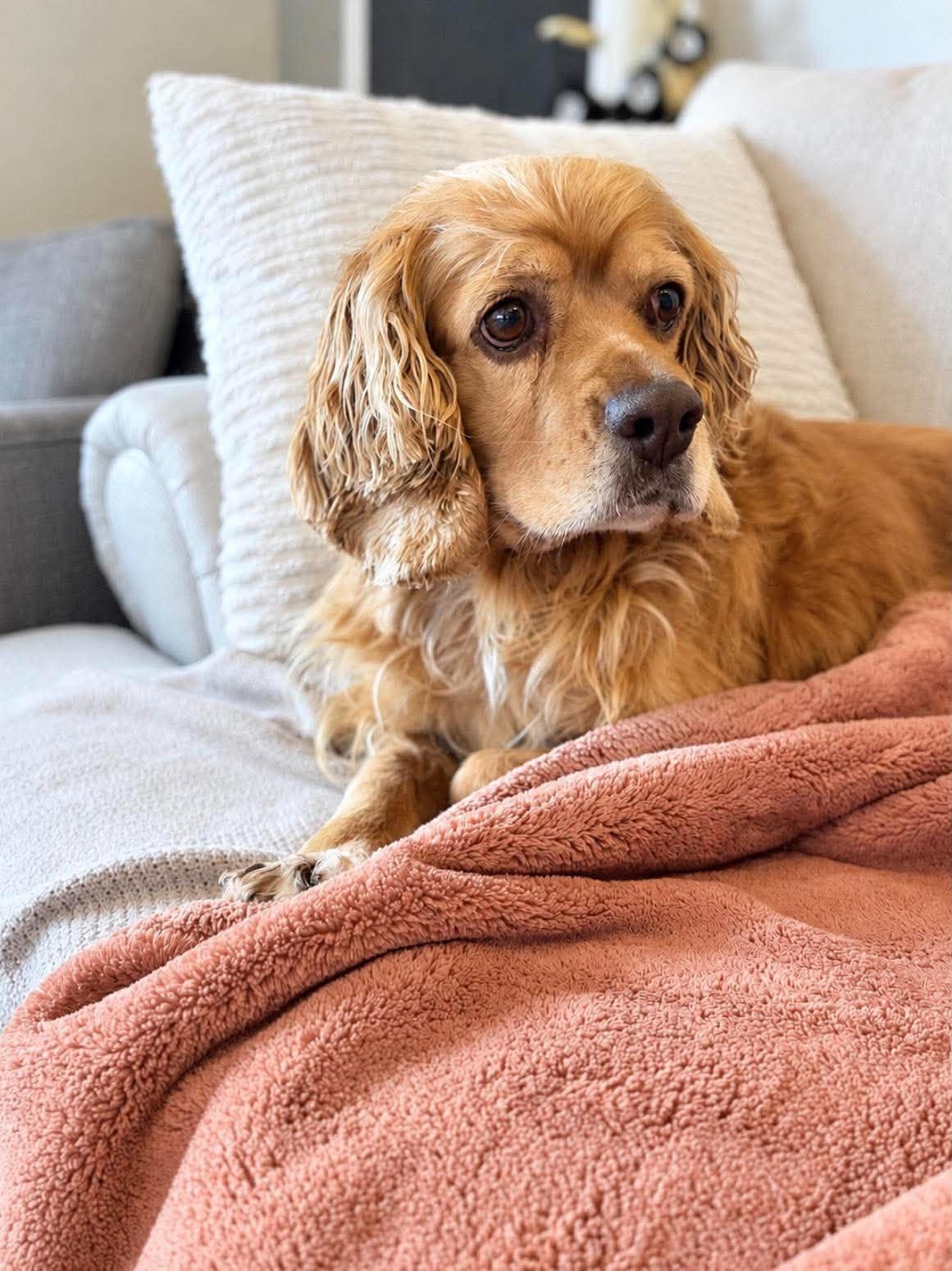 Tracey, Adopted, Adult Female Cocker Spaniel.