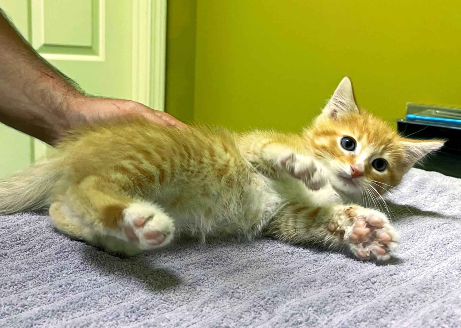 Calcifer, a Adopted Domestic Short Hair in Columbia, KY image 3/4