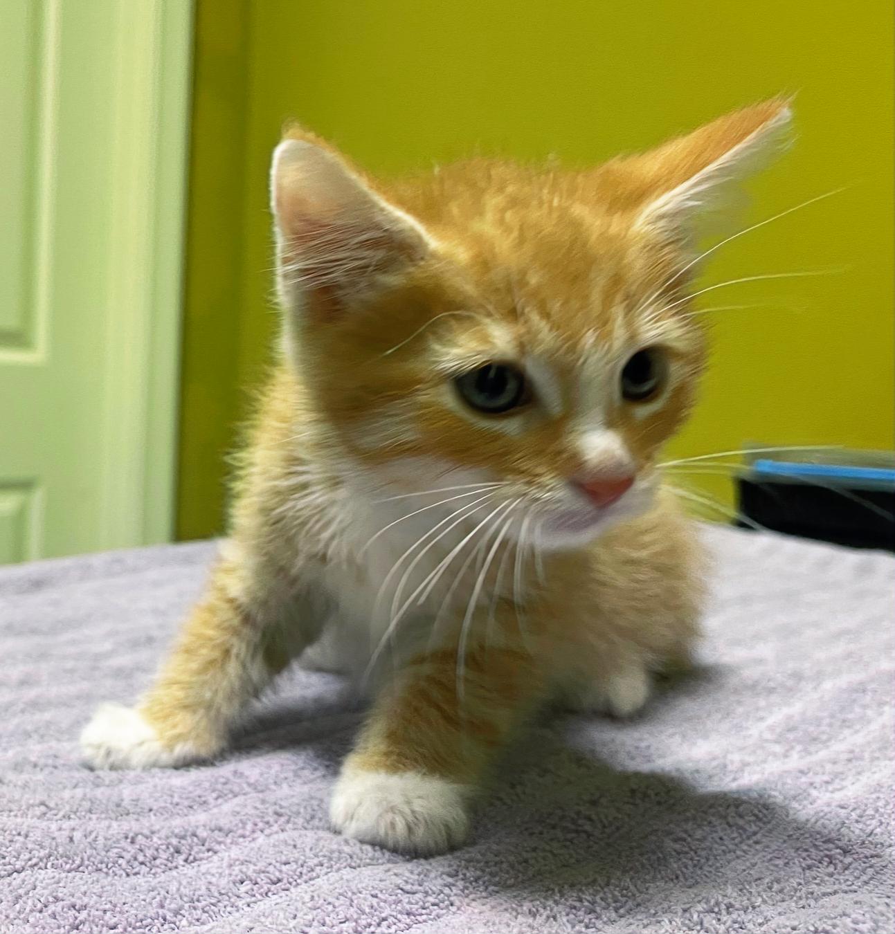 Calcifer, Adopted, Young Male Domestic Short Hair.