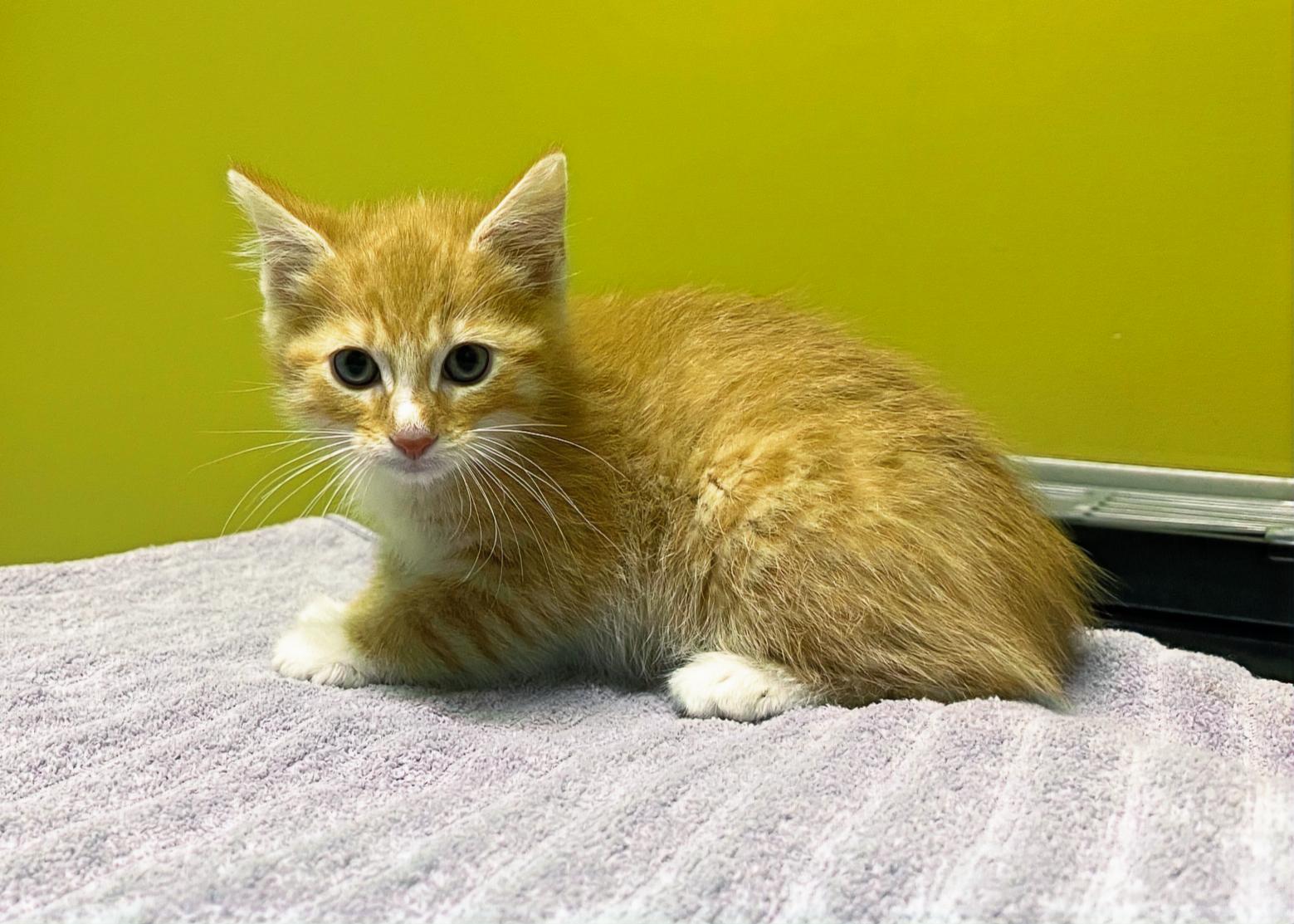 Calcifer, a Adopted Domestic Short Hair in Columbia, KY image 2/4