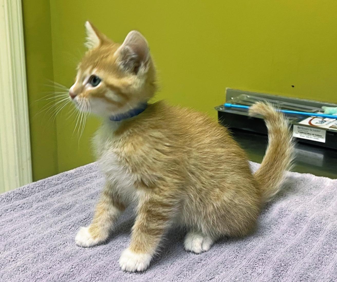 Calcifer, a Adopted Domestic Short Hair in Columbia, KY image 4/4