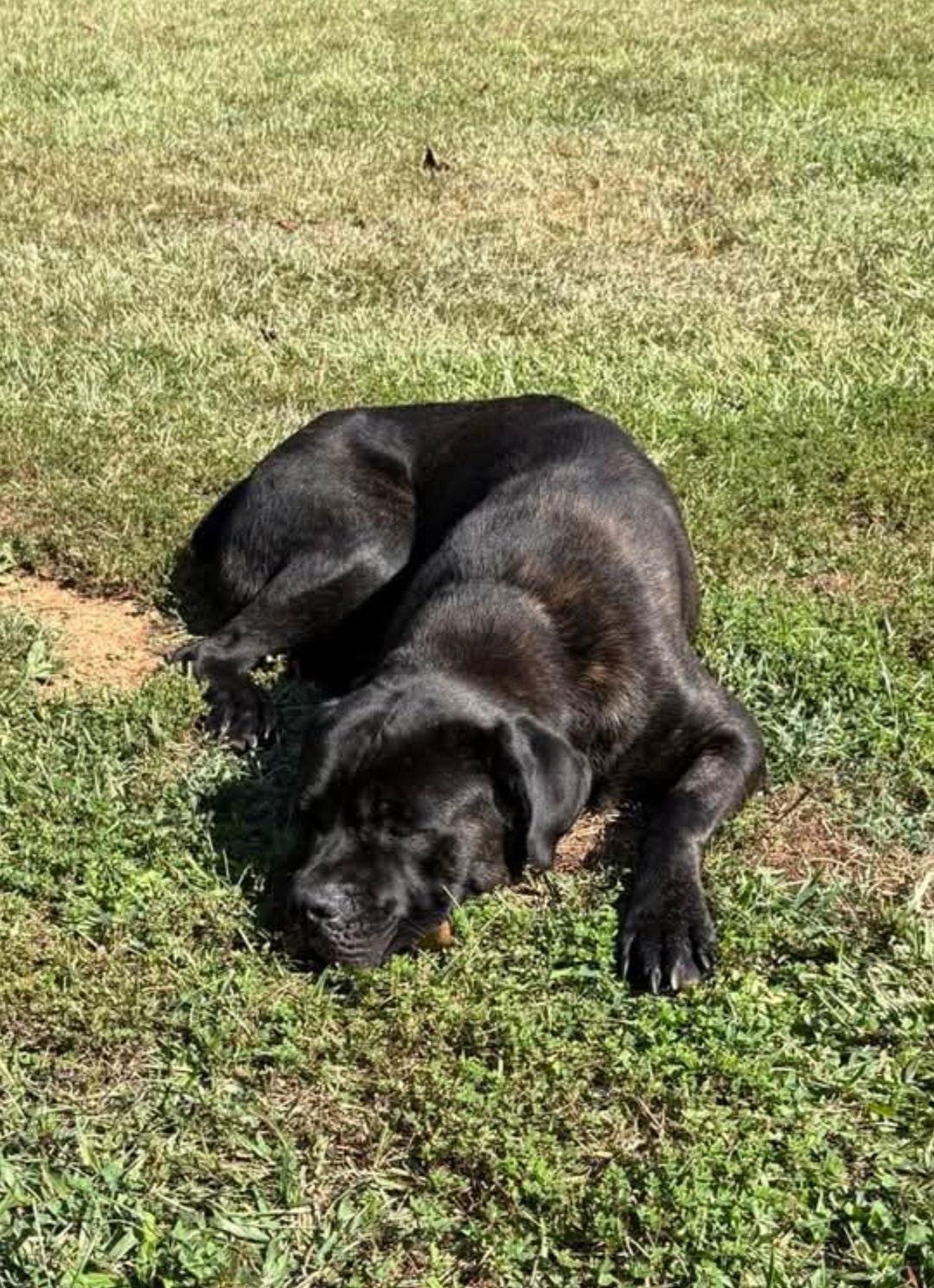 Harley, Adopted, Adult Male Cane Corso.