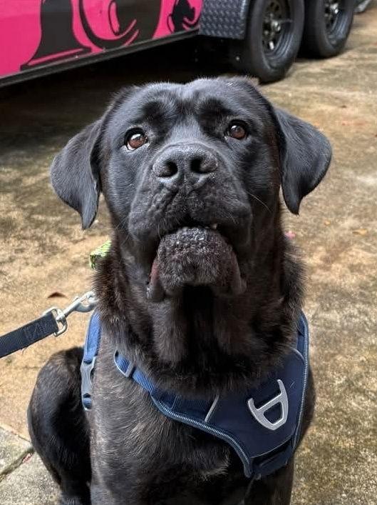 Enlarge Harley, a Adopted Cane Corso in Locust Grove, GA image 2/2