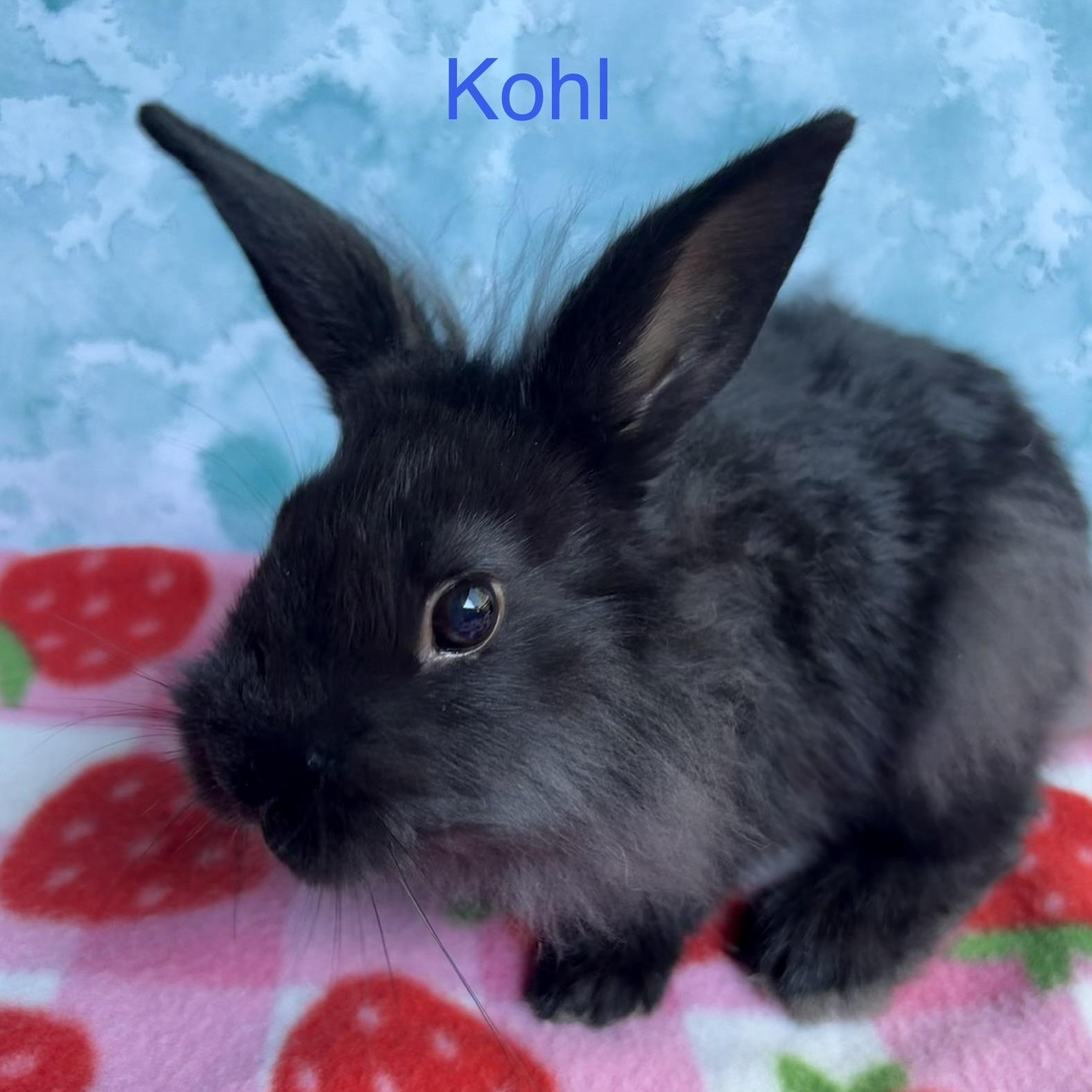 Kohl, Adoptable, Young Male Bunny Rabbit & Lionhead.