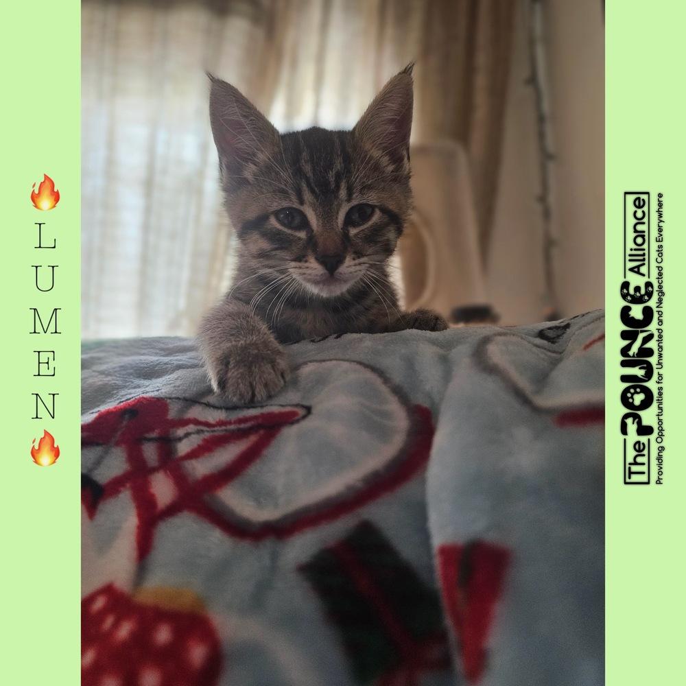 Lumen, Adoptable, Kitten Female Domestic Short Hair.