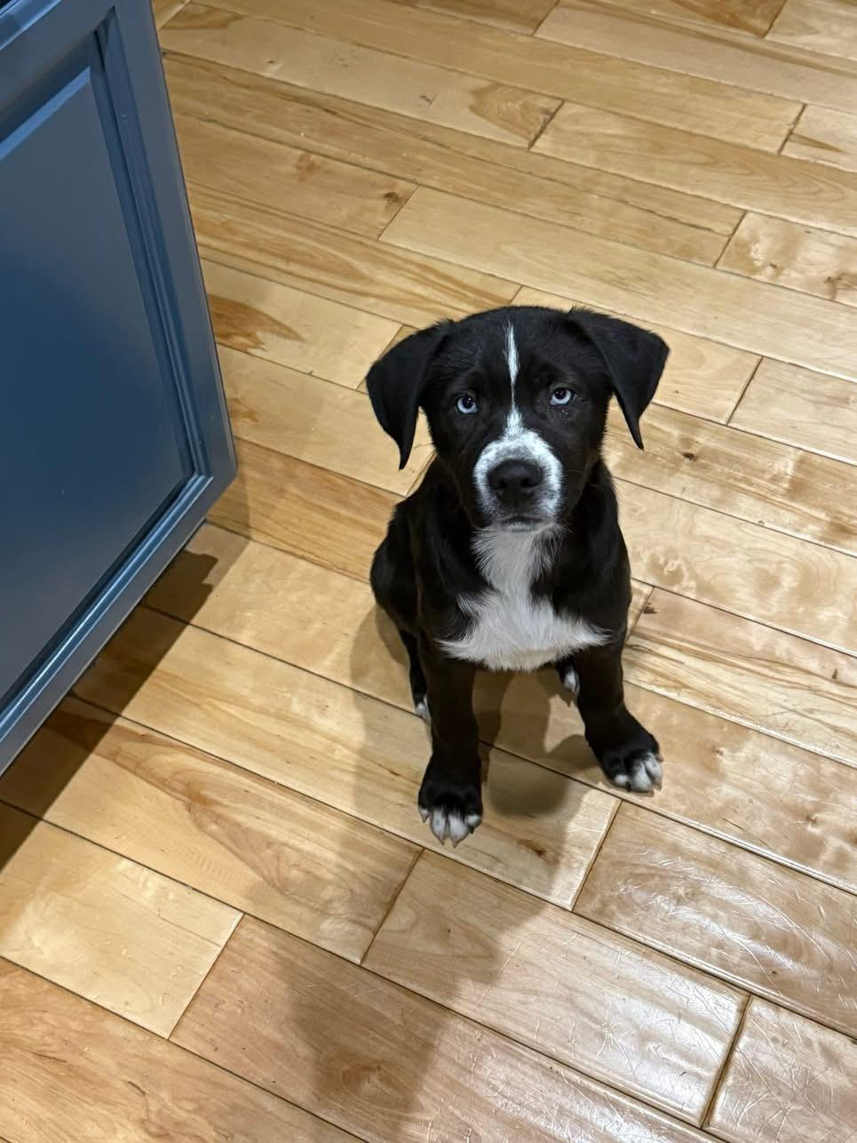 Enlarge Potato, a Adoptable mixed breed in Seville, OH image 1/5