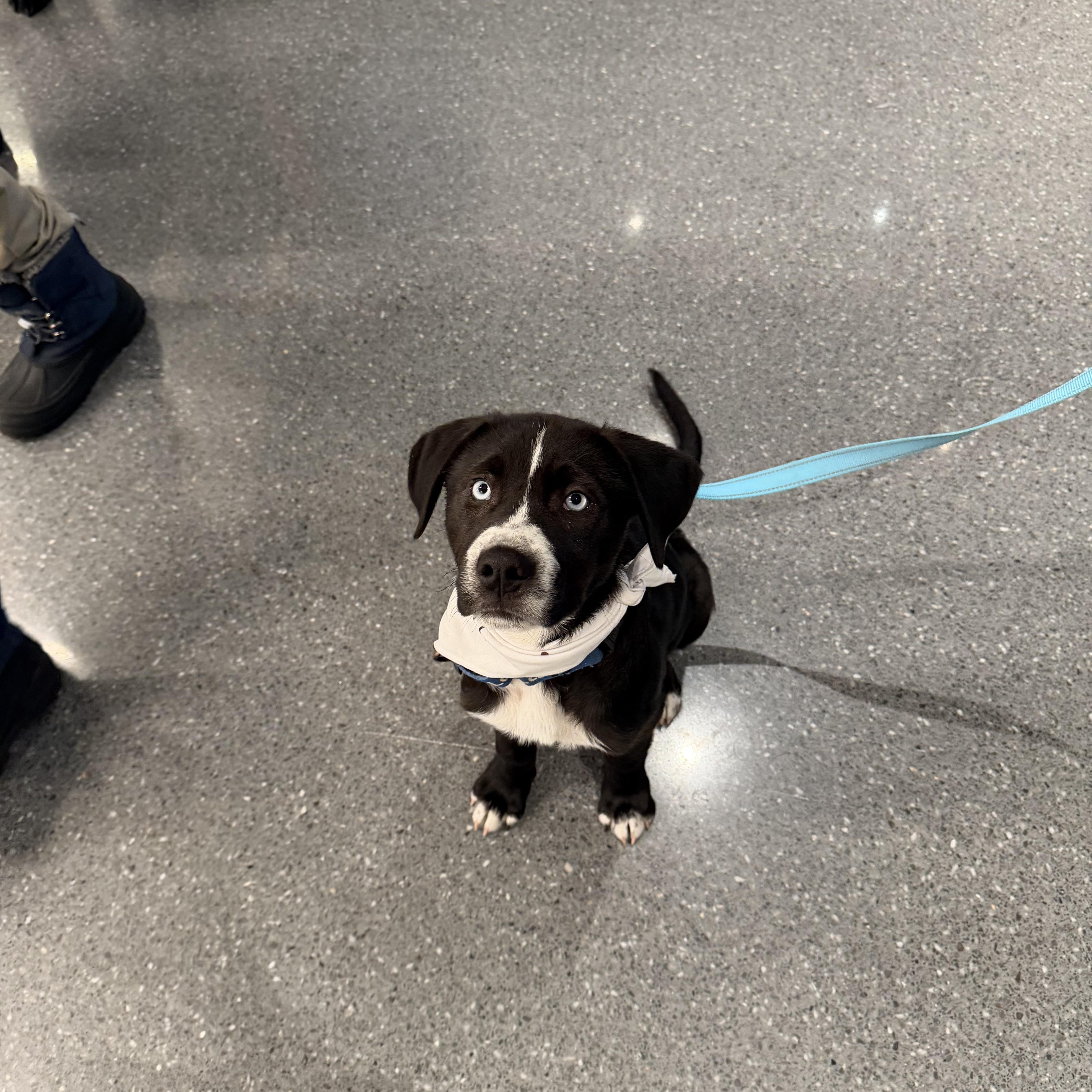 Potato — thumbnail 2