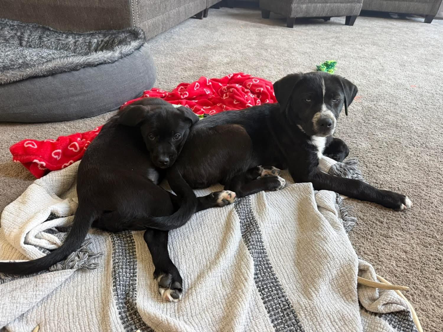 Potato — thumbnail 3