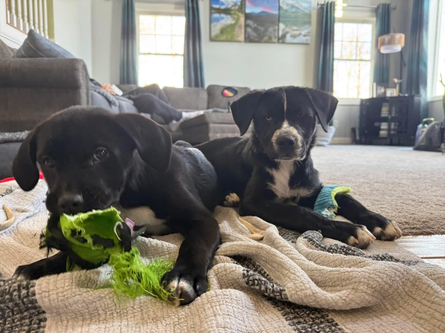 Potato — thumbnail 6