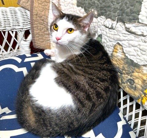 AMAZING AMY!, a Adoptable mixed breed in Danbury, CT image 2/7