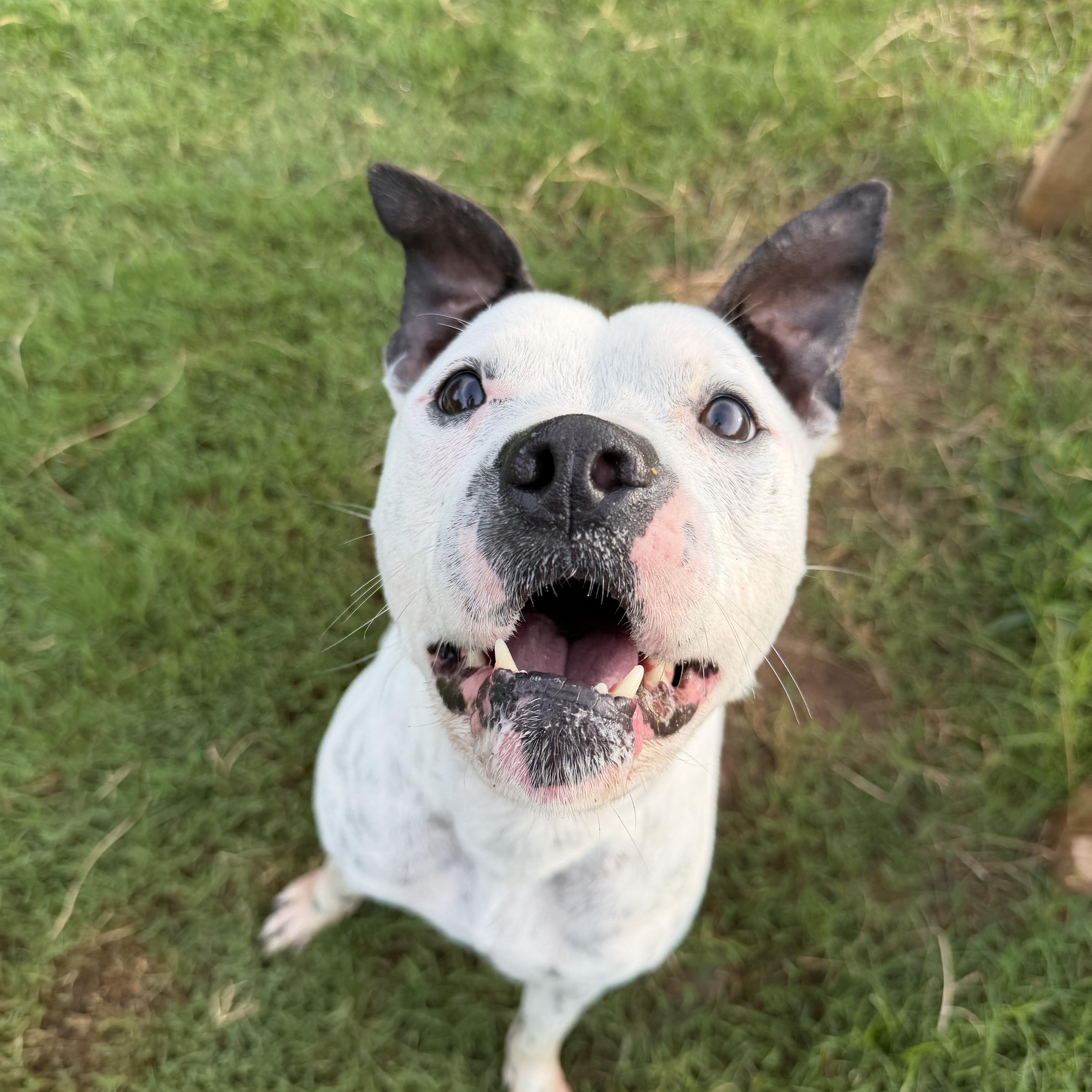Enlarge Happy DEAF, a ADOPTABLE mixed breed in atlanta, GA image 5/5