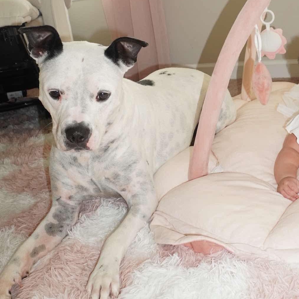 Happy DEAF, ADOPTABLE, Adult Male Pit Bull Terrier.